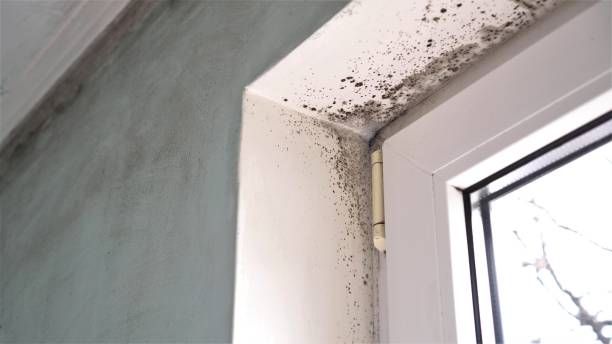 Best Emergency Mold Remediation  in Baxter, MN